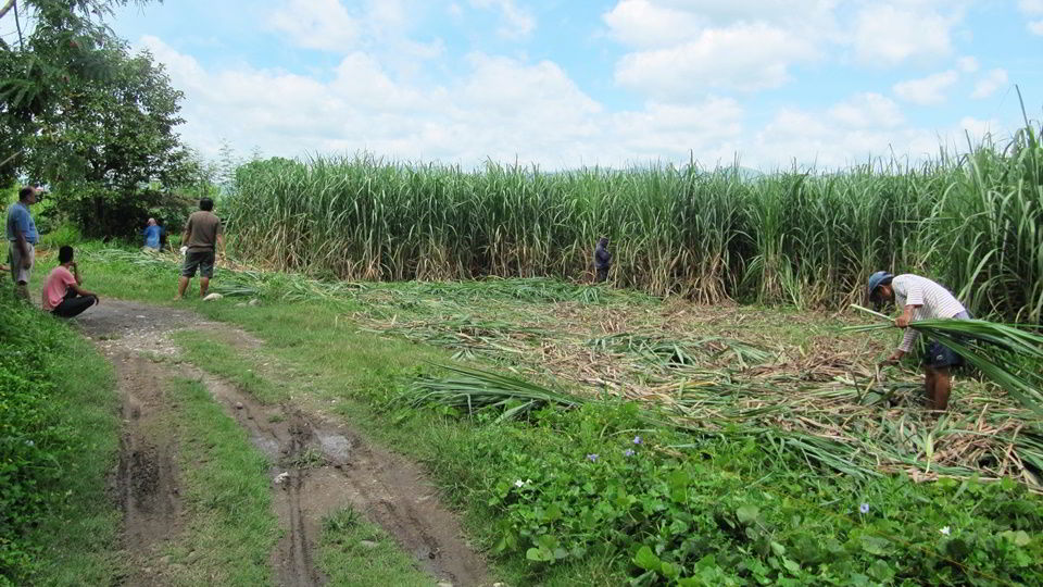 Workers clearing space for materials depot and bunkhouse.