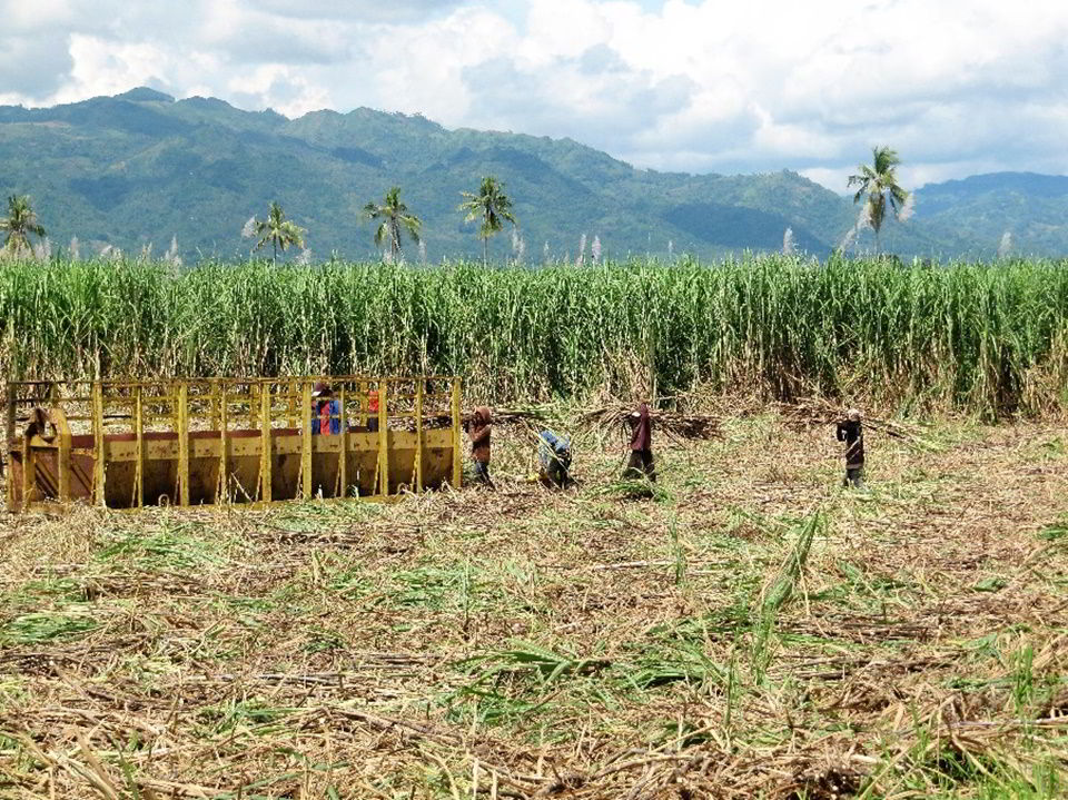 workers harvesting sugarcane at the CEA site