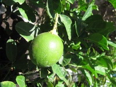 Calamansi fruit