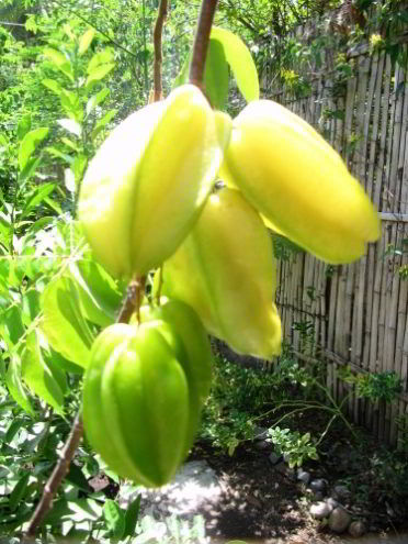 Carambola fruit