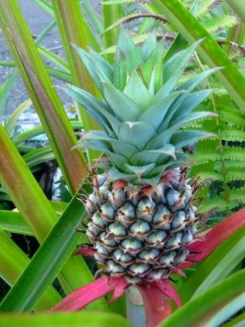 Pineapple