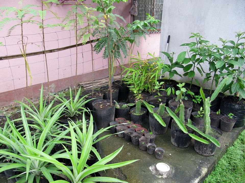 Ornamental and fruit plants to be replanted at the Casa Esperanza of Angels orphanage in Tanjay City