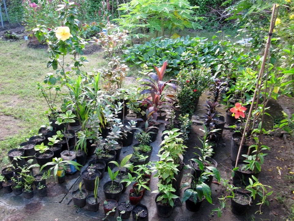 Shrubs and herbs for replanting at the CEA orphanage site