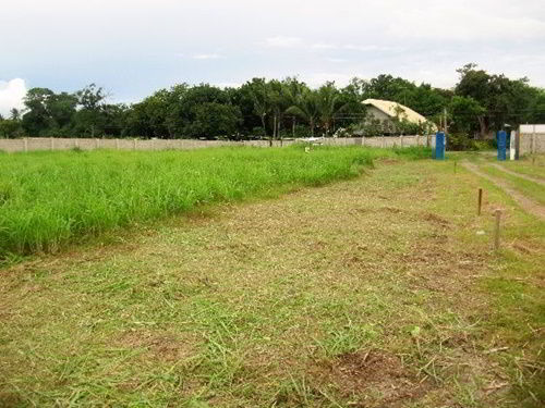 Recently cut grass at the Casa Esperanza of Angels orphanage site