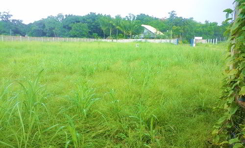 Tall grass growing at the CEA orphanage site