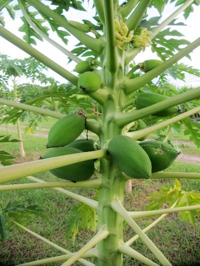 Papaya tree bearing fruit at the CEA orphanage