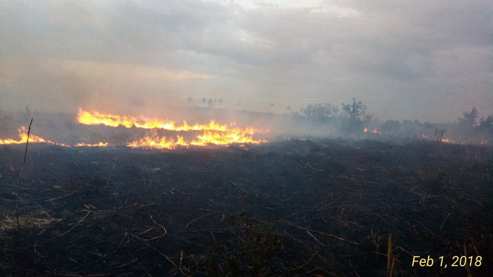 burning sugarcane field